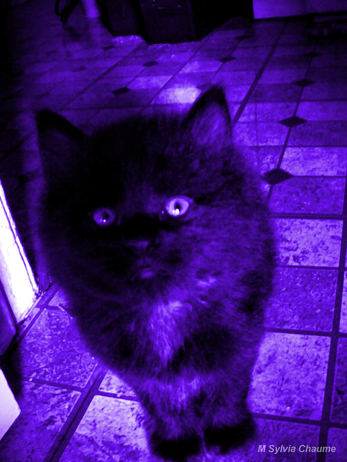 Ultraviolet Kitten - Black Bear Cat Photograph by M Sylvia Chaume