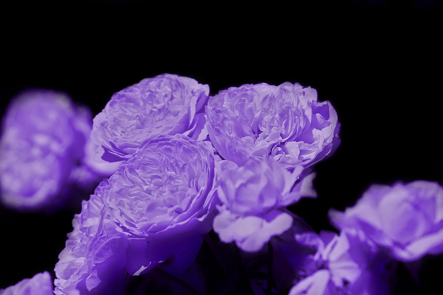 Ultraviolet Purple Cabbage Roses on Black Photograph by Colleen Cornelius
