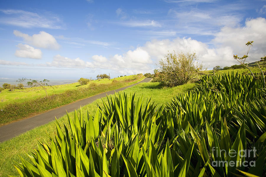 Landscape Photograph - Ulupalakua Country Road by Ron Dahlquist - Printscapes
