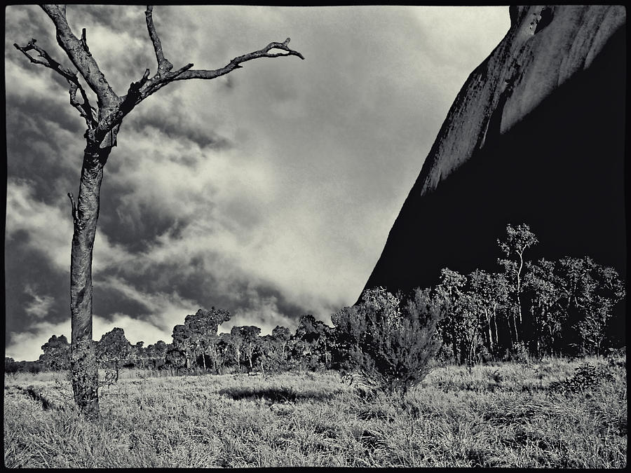Uluru aka Ayers Rock with Dead Tree  Photograph by Roger Passman
