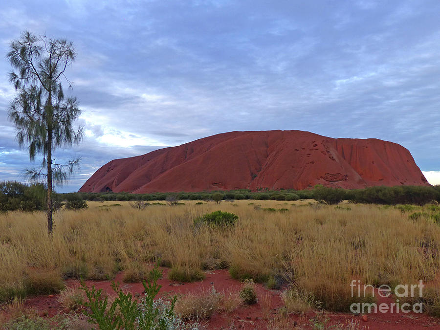 Uluru in the evening - Australia Photograph by Phil Banks