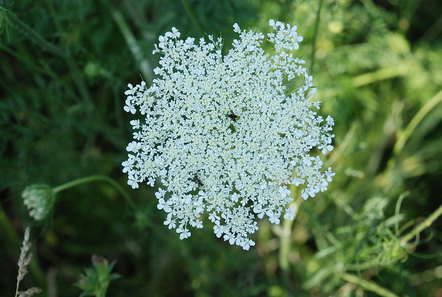Umbel Flower 2 Photograph by Ee Photography