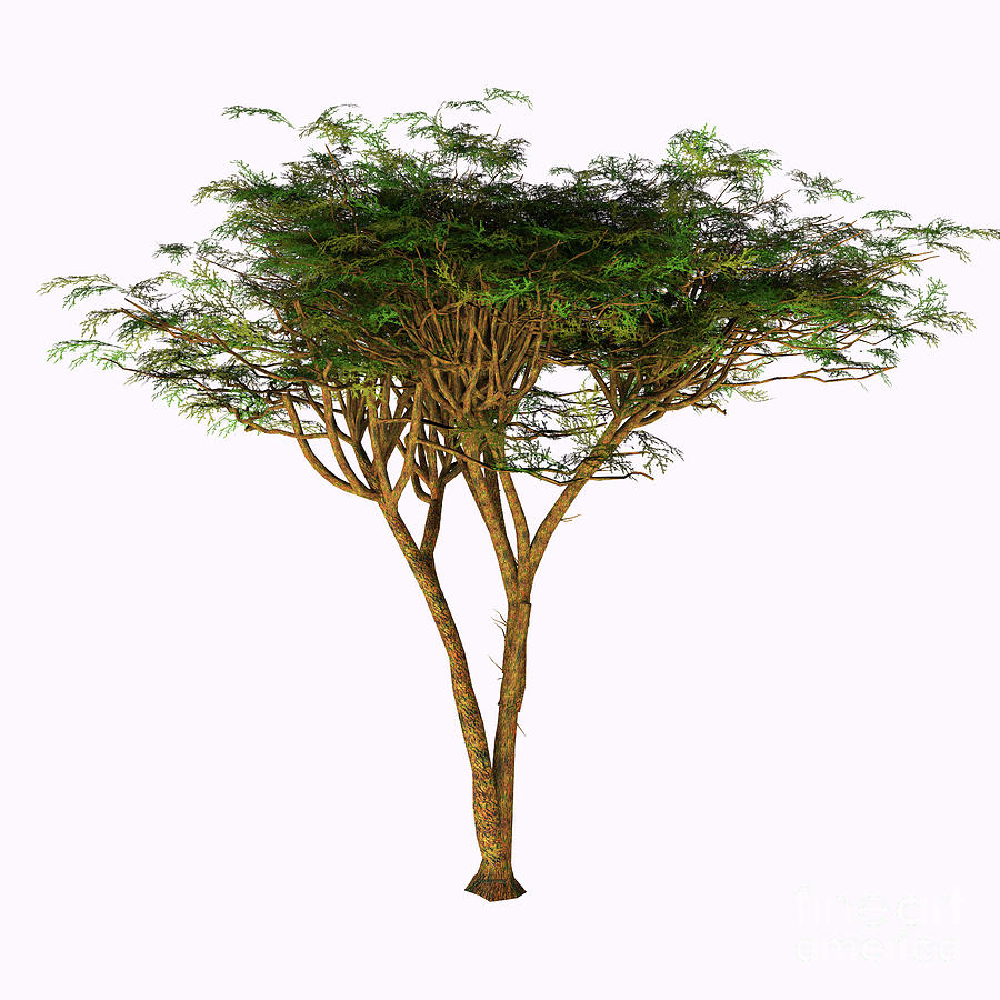 Umbrella Acacia Tree Painting by Corey Ford