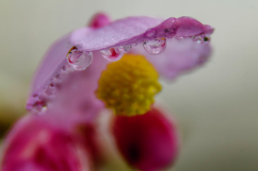 Umbrella Blossom Photograph by Wolfgang Stocker