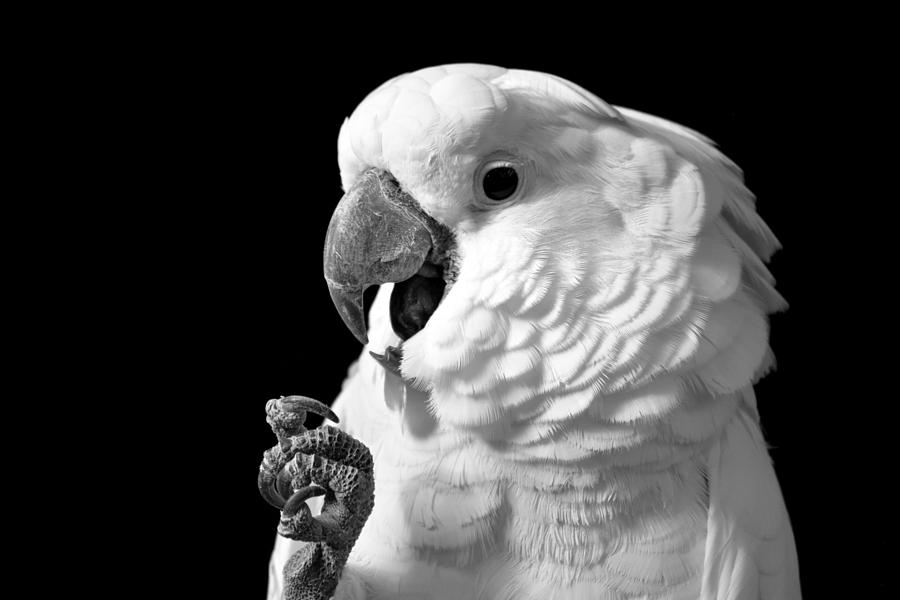 Parrot Photograph - Umbrella Cockatoo by Jennifer A Garcia