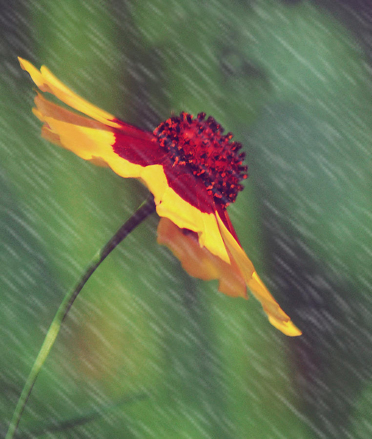 Umbrella In The Rain Photograph by Leticia Latocki