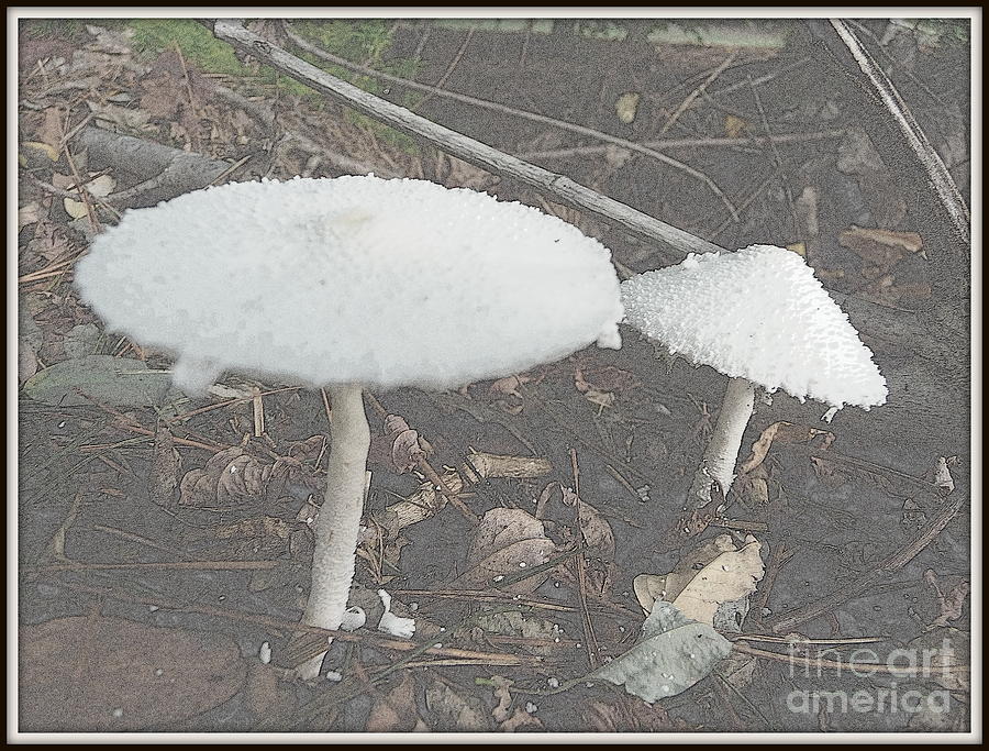 Umbrella Mushroom Photograph By Anita Goel - Pixels