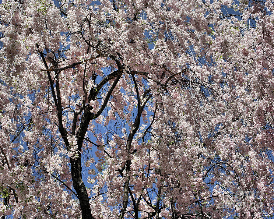 Umbrella Of Blossoms Photograph by Smilin Eyes Treasures