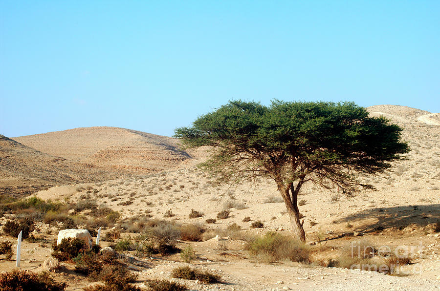 Umbrella Thorn Acacia Acacia tortilis, Negev Israel Photograph by Ilan Rosen
