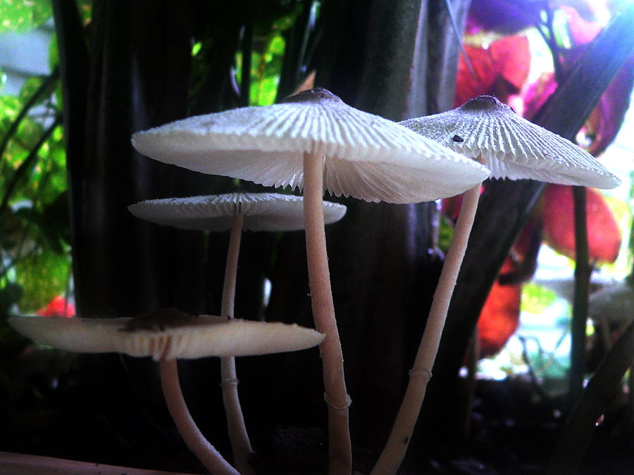 Mushroom Photograph - Umbrella Toadstools by Jerry Craven
