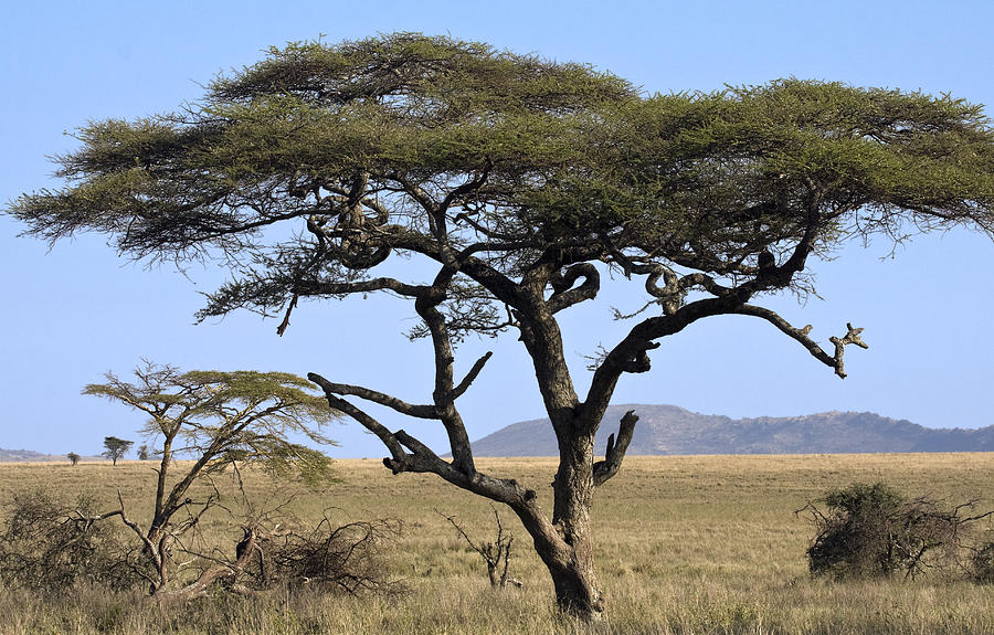 Umbrella Tree African Icon Photograph by Sally Weigand - Fine Art America