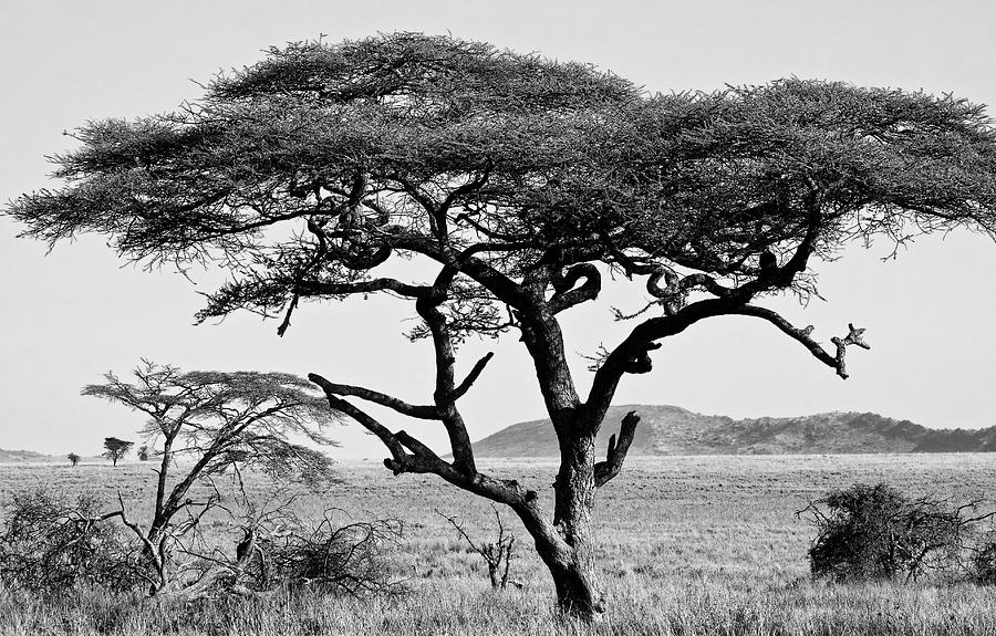 Umbrella Tree Tanzania Photograph by Sally Weigand