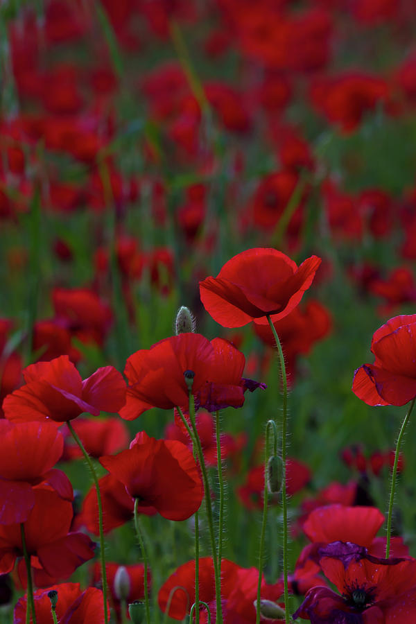 Umbria  Poppies 2 Photograph by Roger Mullenhour