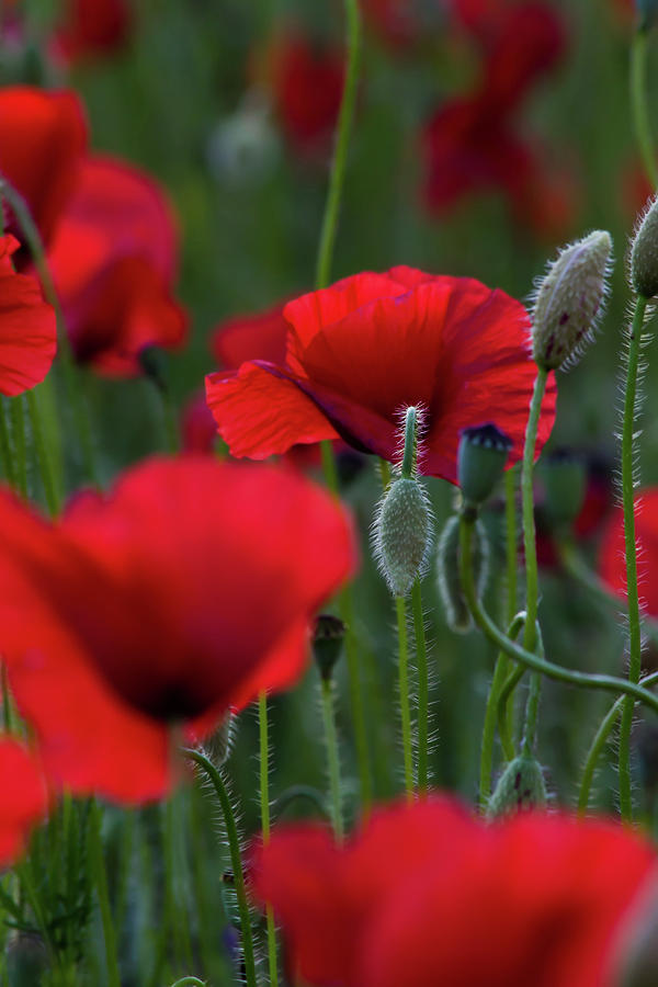 Umbria Poppies Photograph by Roger Mullenhour