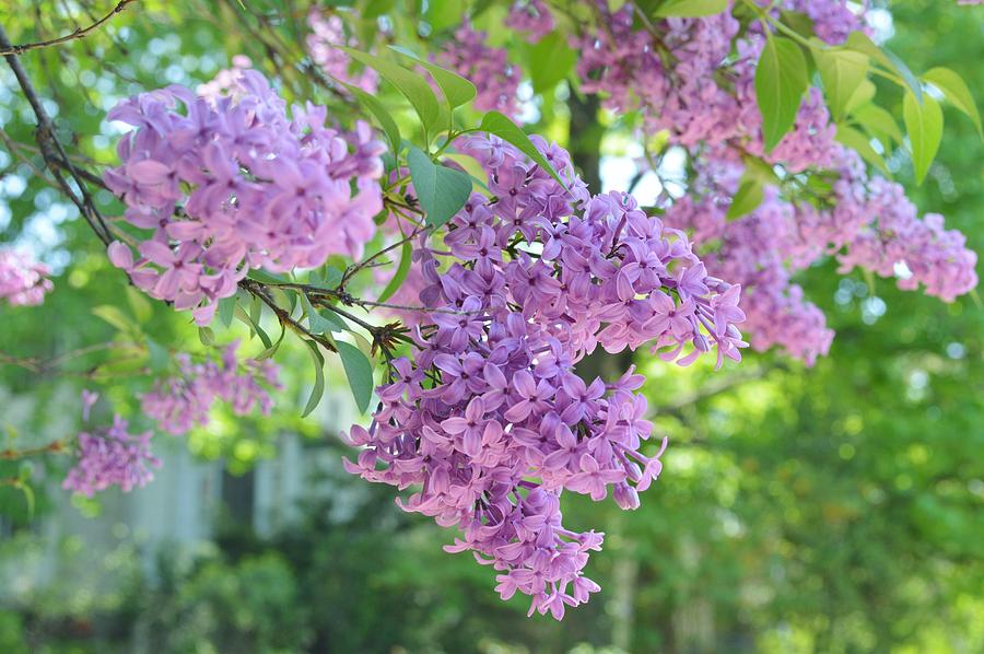 Ummm Luscious Lilac  Photograph by Marla McPherson