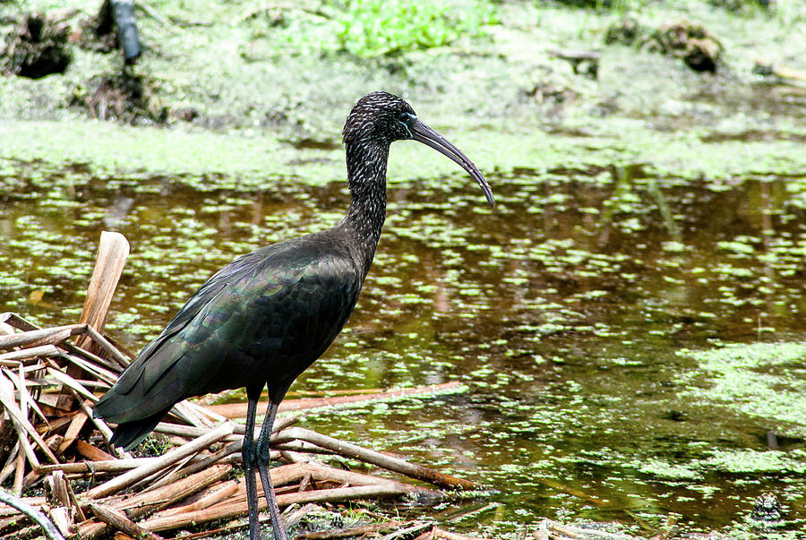 Glossy Ibis Photograph - Unattached Glossy by Norman Johnson Glossy Ibis Photograph - Unattached Glossy by Norman Johnson