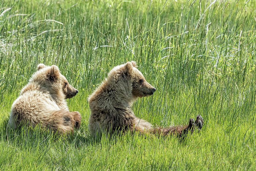 Unbearably Cute - Bear Cubs, No. 5 Photograph by Belinda Greb