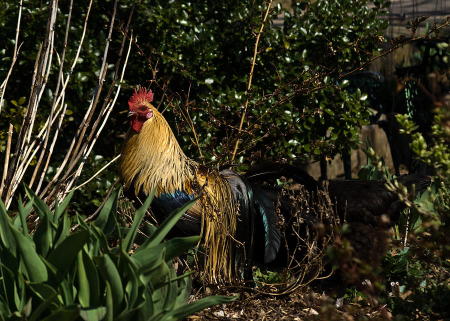Rooster Photograph - Uncle Rooster by Douglas Barnett