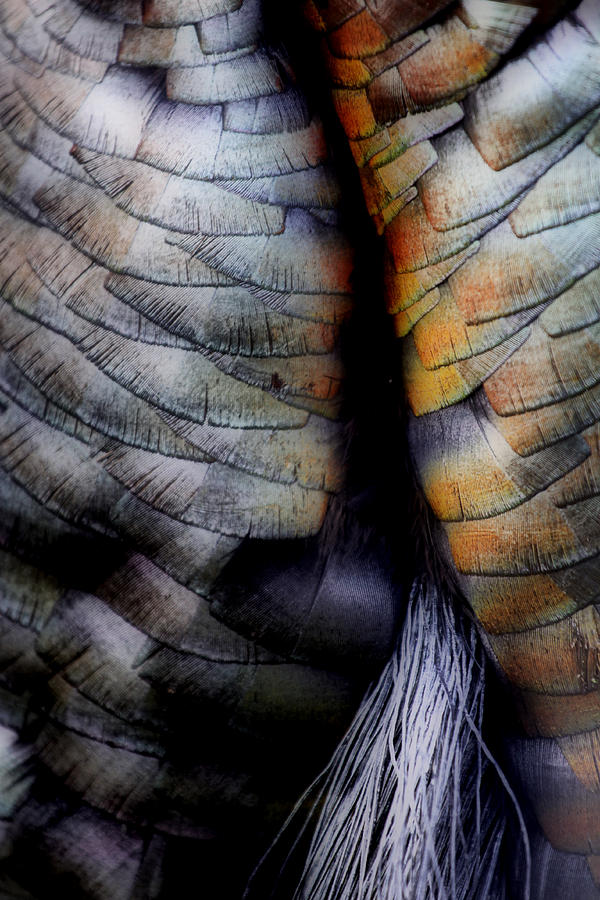 Abstract Photograph - Uncle Toms gobbler nall....  by Russell Styles