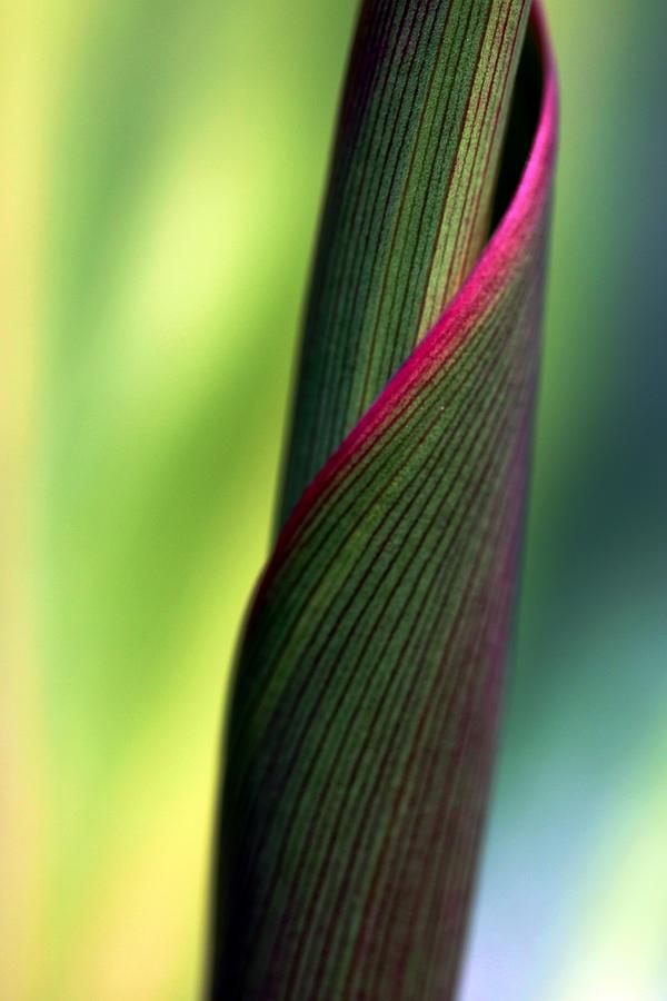 Cabbage Tree Photograph - Uncommon by Mitch Cat