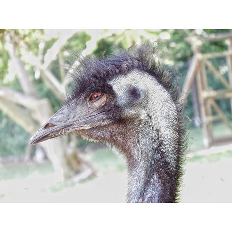 Emu Photograph - ...und Das Bin Ich, Wenn Ich Wieder by Mandy Tabatt