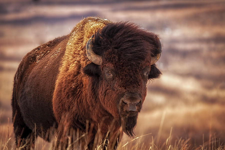 Bison Photograph - Undaunted by Scott Bean
