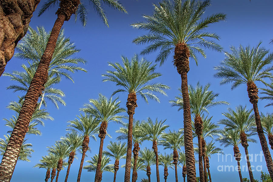 Under 29 Palm Trees Photograph by David Zanzinger