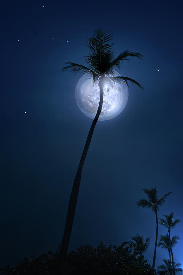 Under a Coconut Moon Photograph by Mark Andrew Thomas
