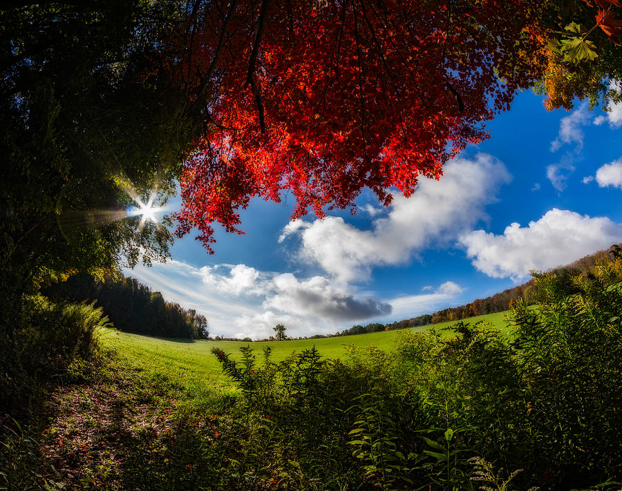 Under a Red Autumn Maple Photograph by Chris Bordeleau