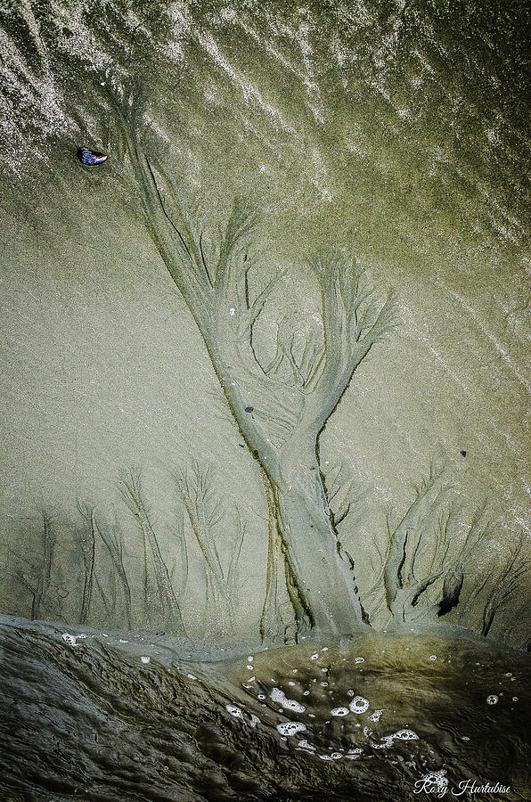 Under A Seashell Moon Photograph