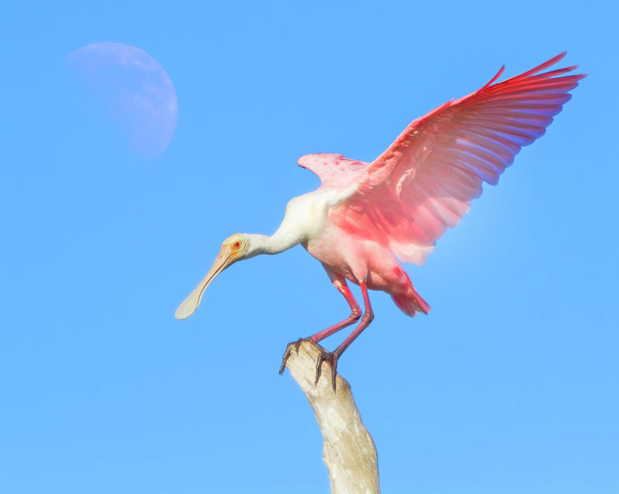 Under a Spoonbill Moon Photograph by Mark Andrew Thomas