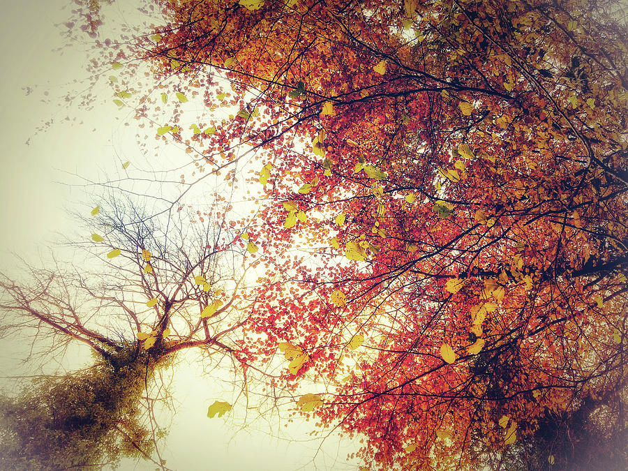 Under An Autumn Sky Photograph by No Alphabet