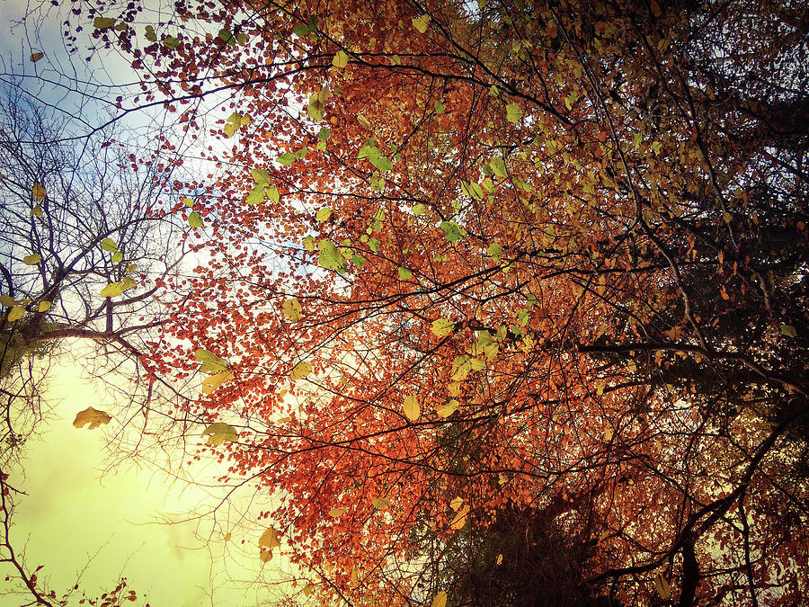 Under An Autumn Sky - No.2 Photograph by No Alphabet