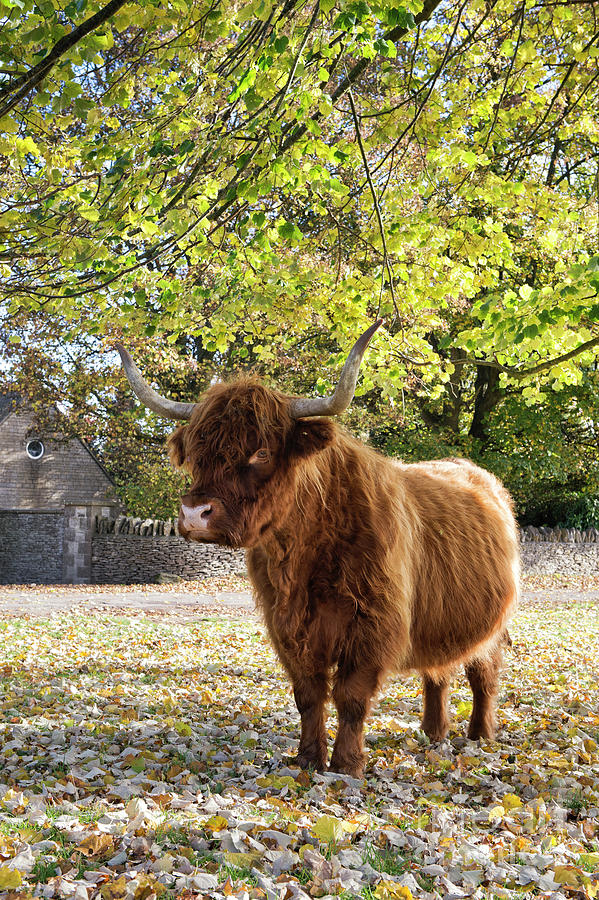 Cow Photograph - Under an Autumn Tree by Tim Gainey