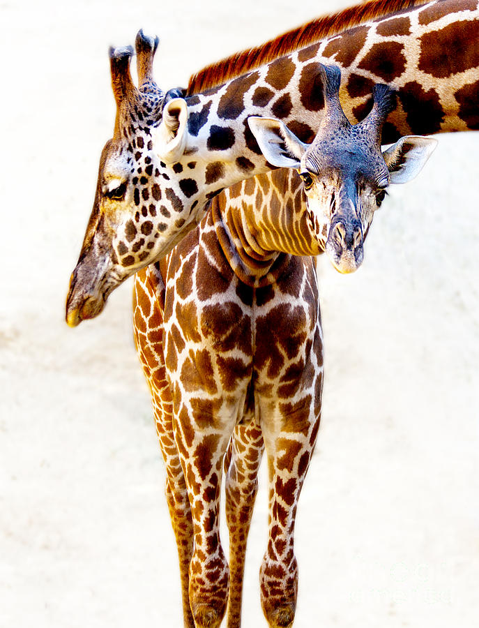 Giraffe Photograph - Under And Over  by Jerry Cowart