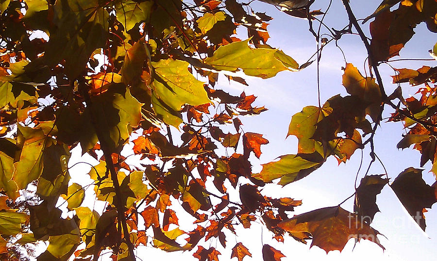 Under Autumn Photograph by Martin Howard