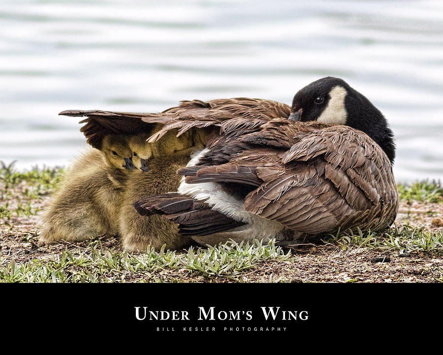 Under Moms Wing Photograph by Bill Kesler
