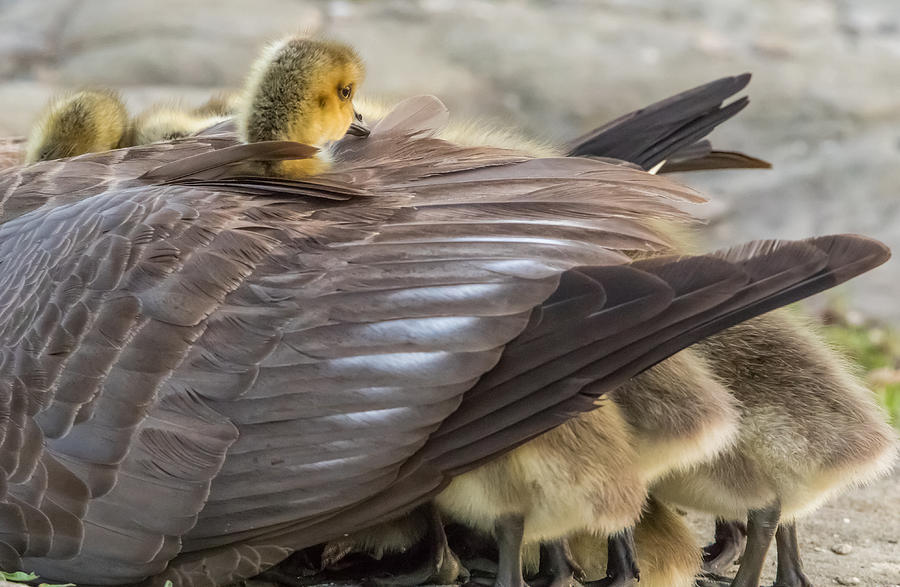 Under Moms Wings Photograph by Marc Crumpler