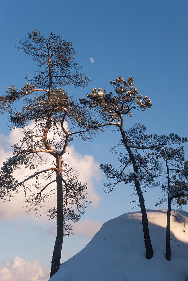 Mountain Photograph - Under Moon and Above the Clouds by Jenny Rainbow