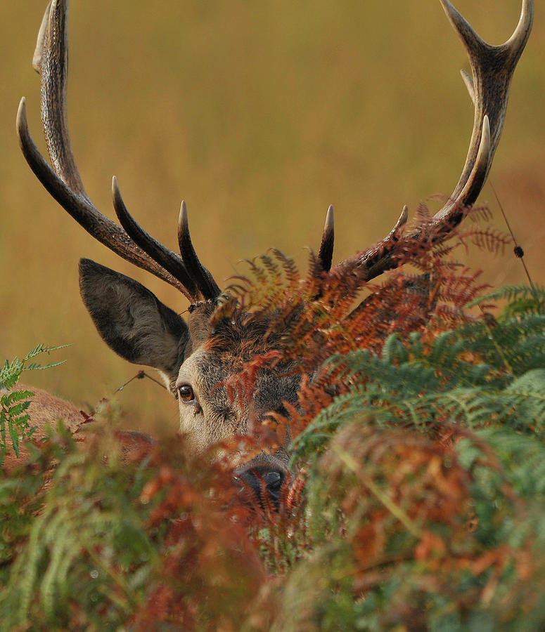 Under surveillance Photograph by Paul Sawford - Fine Art America