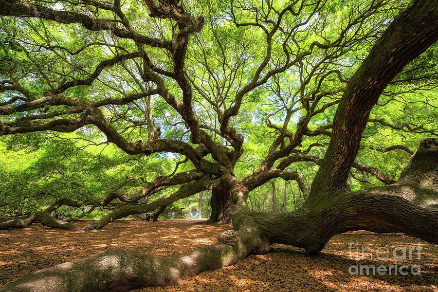 Under The Angel Oak Tree Photograph by Michael Ver Sprill