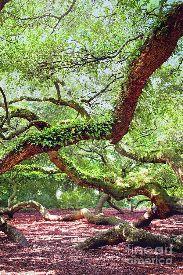 Under The Angel Oak Tree Photograph by Sharon McConnell
