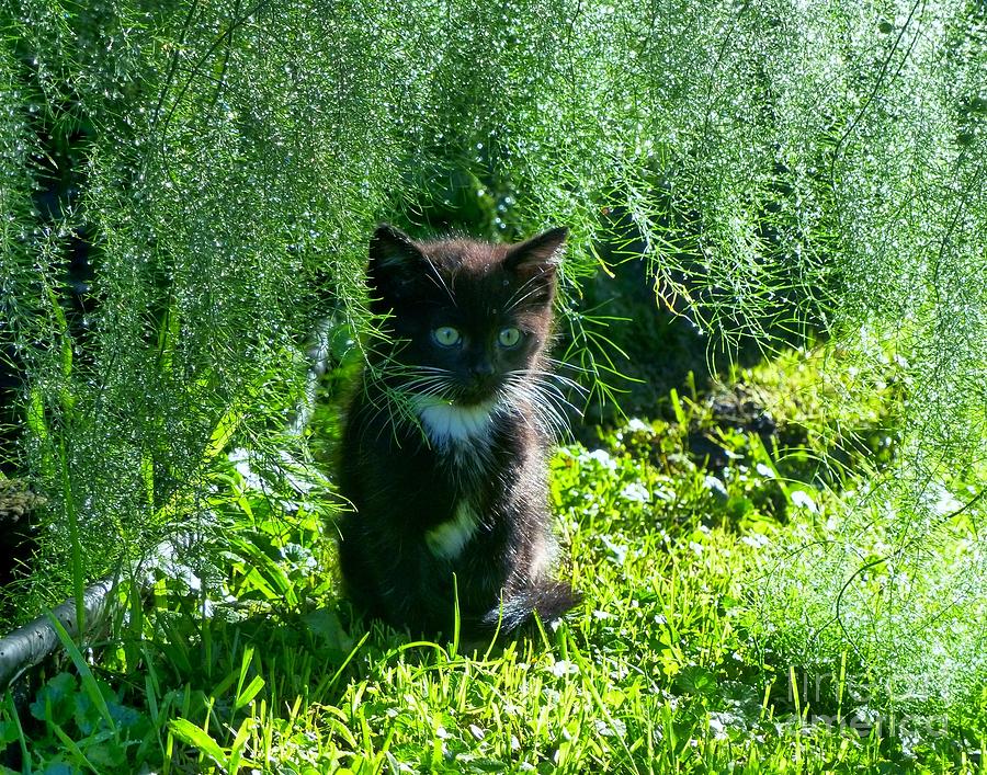 Kitten Under the Asparagus Ferns Photograph by Rosanne Licciardi