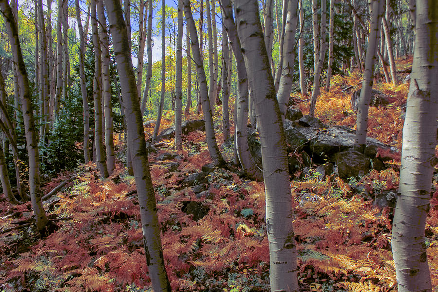 Fall Photograph - Under The Aspens by Perspective Imagery Fall Photograph - Under The Aspens by Perspective Imagery