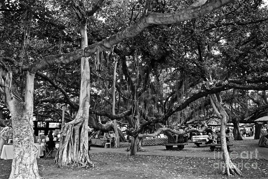 Under the Banyan Tree Photograph by Debra Banks