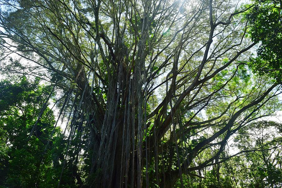 Under the Banyan Tree Photograph by Samantha Peel - Fine Art America