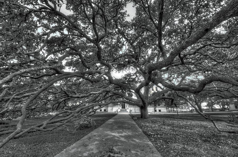 College Station Photograph - Under the Century Tree - Black and White by David Morefield