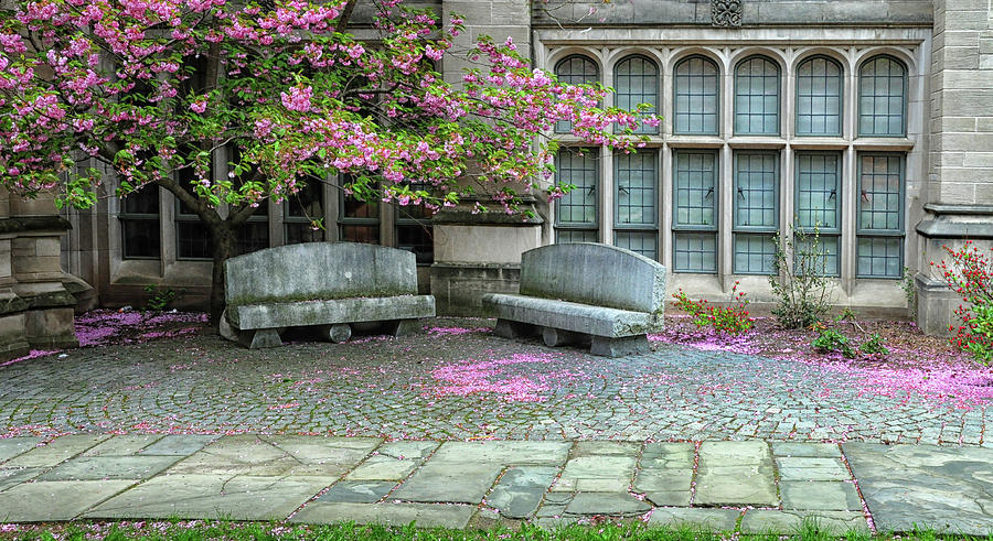 Under The Cherry Blossoms At Yale University Photograph by Dave Mills