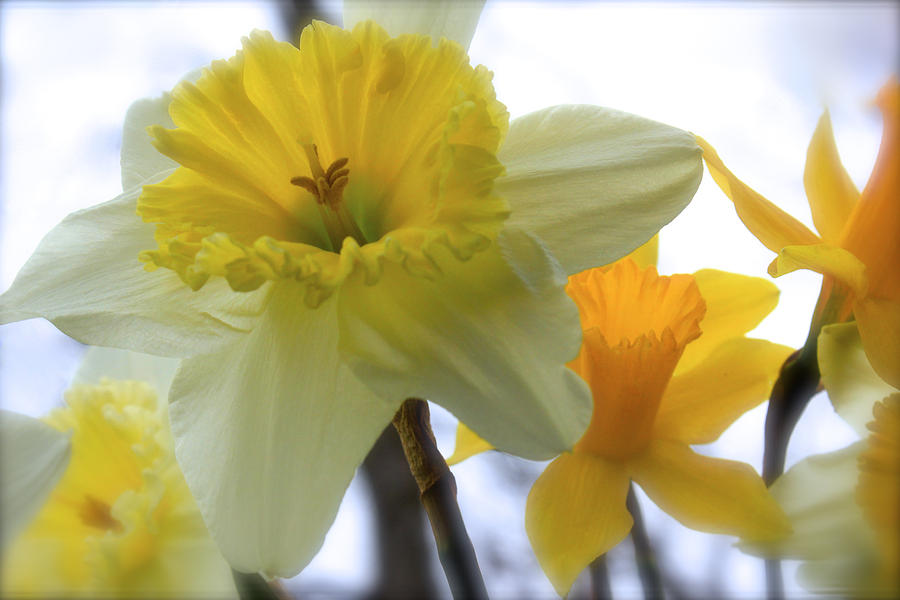 Under The Daffodils Photograph by Carolyn Wright | Fine Art America