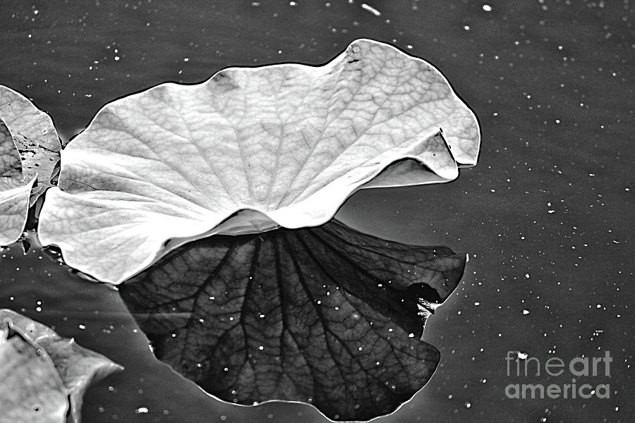 Under the Lily Pad BW Photograph by Karin Everhart